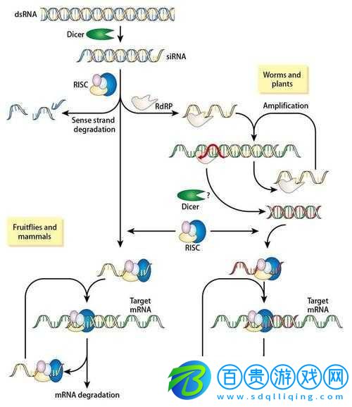 rnahybridization-技術原理與應用